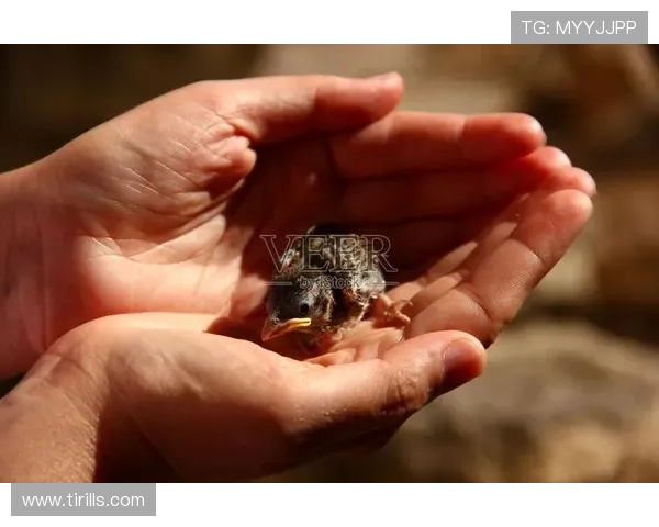 足球明星温柔瞬间手捧小鸟展现爱心与自然和谐之美